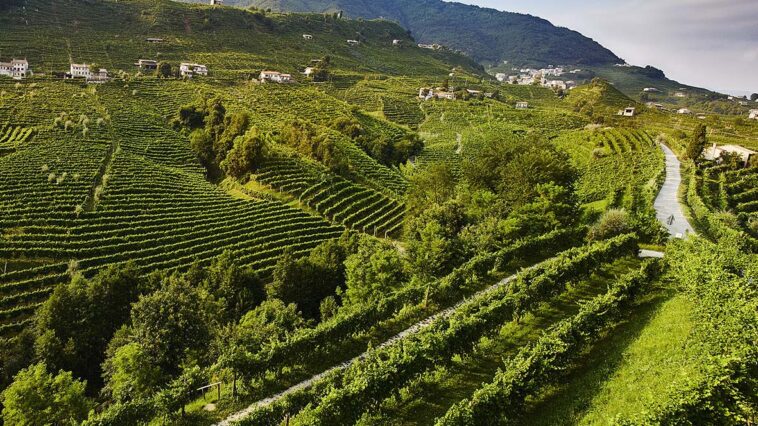 Foto : Divulgação Grand Cru - Villa Sandi