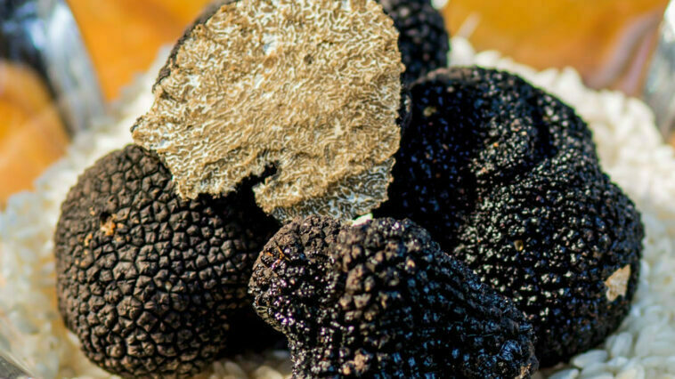 Crédito: divulgação