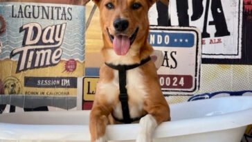 Lagunitas na Heineken House em 2026
