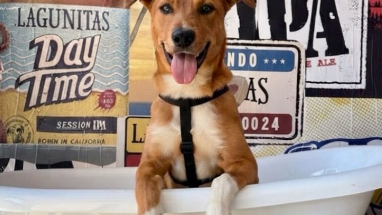 Lagunitas na Heineken House em 2026