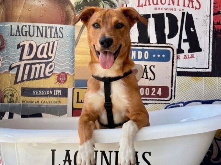 Lagunitas na Heineken House em 2026