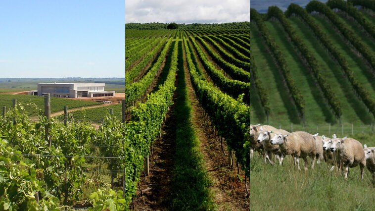 Seival Wine Day na Vinícola Seival, em Candiota