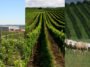 Seival Wine Day na Vin&iacute;cola Seival, em Candiota